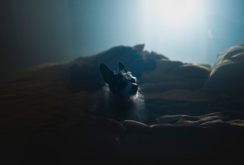 A small terrier dog in foggy light