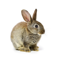 rabbit on a white background 