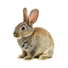 rabbit on a white background 