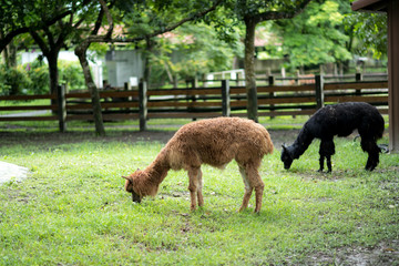 Black & brown alpacas eating grass on the ground.