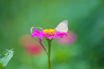 Butterfly with Zinnia flower