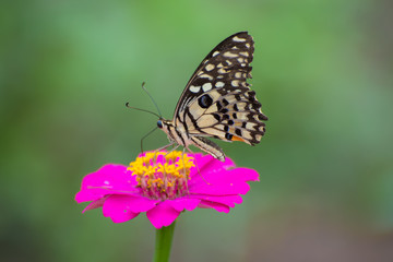 Obraz na płótnie Canvas Butterfly with Zinnia flower