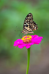 Butterfly with Zinnia flower