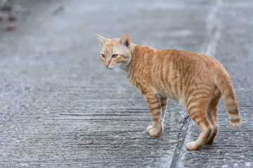 Cat walking on the street.