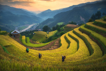 Sonnenaufgang von Reisfeldern auf Terrassen von Mu Cang Chai, YenBai, Vietnam