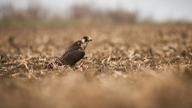 Hunting with hawks in Hungary