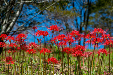 風の郷公園の彼岸花