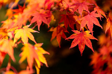 close-up colorful fall foliage in sunny day. beautiful autumn landscape background