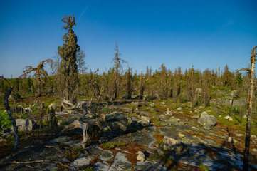 Dry crooked tree in the wasteland on the top of the mountain. Russia. Karelia. Vottovaara mountain...