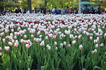 sea of tulips