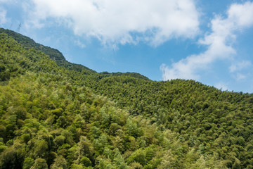 slope on the side of the mountain filled with dense green trees under cloudy blue sky