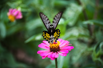 Fototapeta na wymiar Butterfly with Zinnia flower