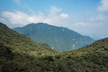 forest covered mountain behind curved valley flower under blue sky