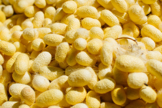 Silk worm cocoons in bamboo basket