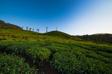 tea plantation in asia