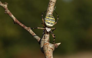 A hunting female Wasp Spider, Argiope bruennichi, perching on a branch in the UK.	