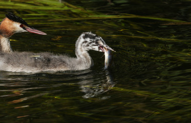 A cute Great Crested Grebe baby, Podiceps cristatus, is eating a fish that the parent bird has just fed it after catching it in the river.