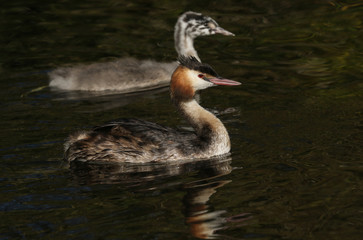 A Great crested Grebe, Podiceps cristatus, and its cute baby are swimming on a fast flowing river. They have been diving under the water catching fish.