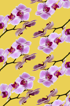 mosaic of pink orchids