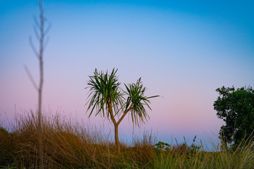 Obraz premium Dune landscape at dawn with beach vegetation