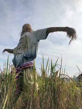 Scarecrow in a Field