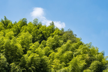 fresh green dense bamboo forest under cloudy blue sky on a sunny day