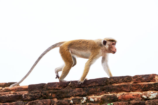 The monkey on the ancient wall, Travel in Sri Lanka