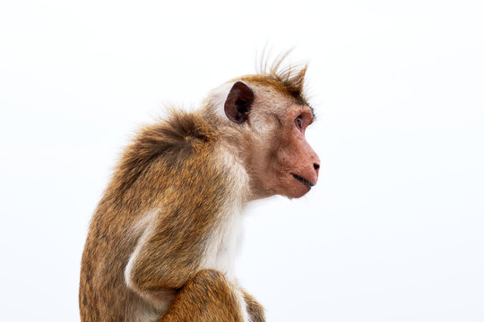 Monkey on the ancient wall, close-up facial expression. Travel in Sri Lanka
