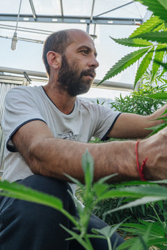 Cannabis Farmer In His Greenhouse.