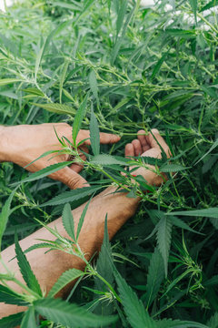 Cannabis Farmer In His Greenhouse.