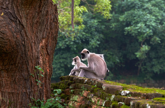 Black-faced monkeys in an outdoor forest, traveling in Sri Lanka
