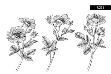 Sketch Floral Botany Collection. Rose flower drawings. Black and white with line art on white backgrounds. Hand Drawn Botanical Illustrations.Vector.