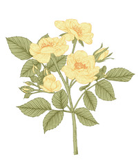 Sketch Floral Botany Collection. Yellow Rose flower drawings. Beautiful line art on white backgrounds. Hand Drawn Botanical Illustrations.Vector.