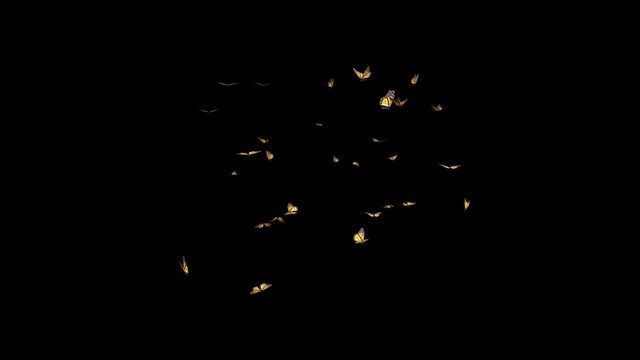 Monarch butterflies flying in swarm for intro, transition, revealer, logo, title, overlay and background. Realistic 3D animation loop with alpha channel transparency. 
