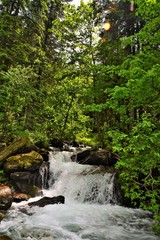 a mountain stream in summer