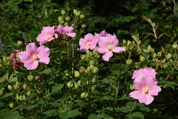 Cotton rose are one-day flowers with pink and white flowers from summer to autumn.