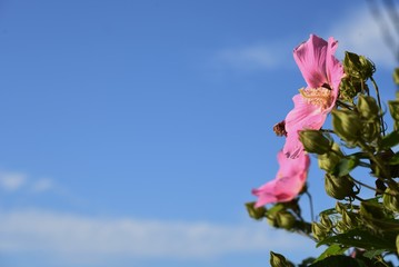 Cotton rose are one-day flowers with pink and white flowers from summer to autumn.