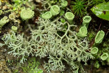 Lichens in the woods of Newbury, New Hampshire.