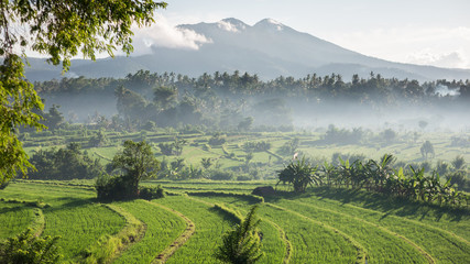 View of a volcano and rice fields