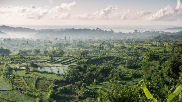 Beautiful view of rice fields in the morning