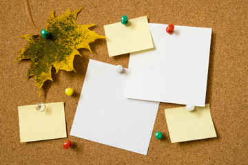 Note paper sheets and autumn maple leaf pinned to a cork board with push pins. Office style design.