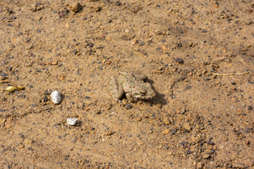 closeup of tiny brown frog