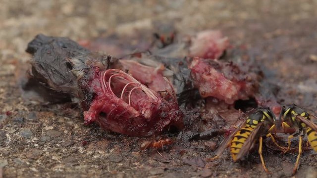 Carcass, Insects, Eating, Nature, Ants, macro, sand, skeleton, bones, insect, closeup, ant, claw, wildlife,  close-up, bees, decay
