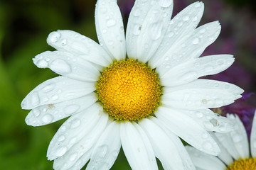 Obraz premium White daisy flower with yellow disk flowers in New Hampshire.