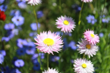 Pink Flowers close Up