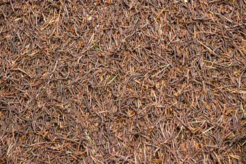Anthill closeup in the forest