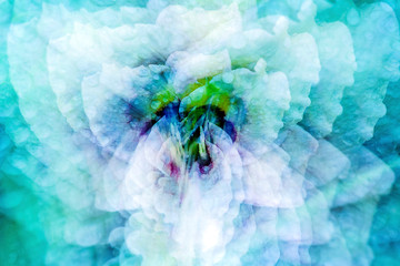 Nature abstract of lily flower from New Hampshire.