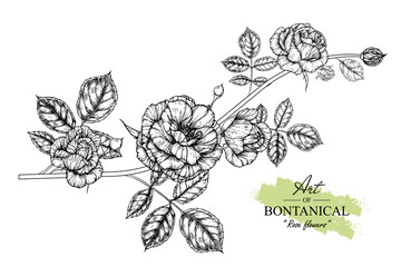 Sketch Floral Botany Collection. Rose flower drawings. Black and white with line art on white backgrounds. Hand Drawn Botanical Illustrations.Vector.