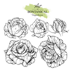 Sketch Floral Botany Collection. Rose flower drawings. Black and white with line art on white backgrounds. Hand Drawn Botanical Illustrations.Vector.
