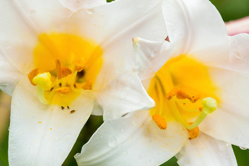 Obraz na płótnie Canvas Regal lily flowers from Newbury, New Hampshire.